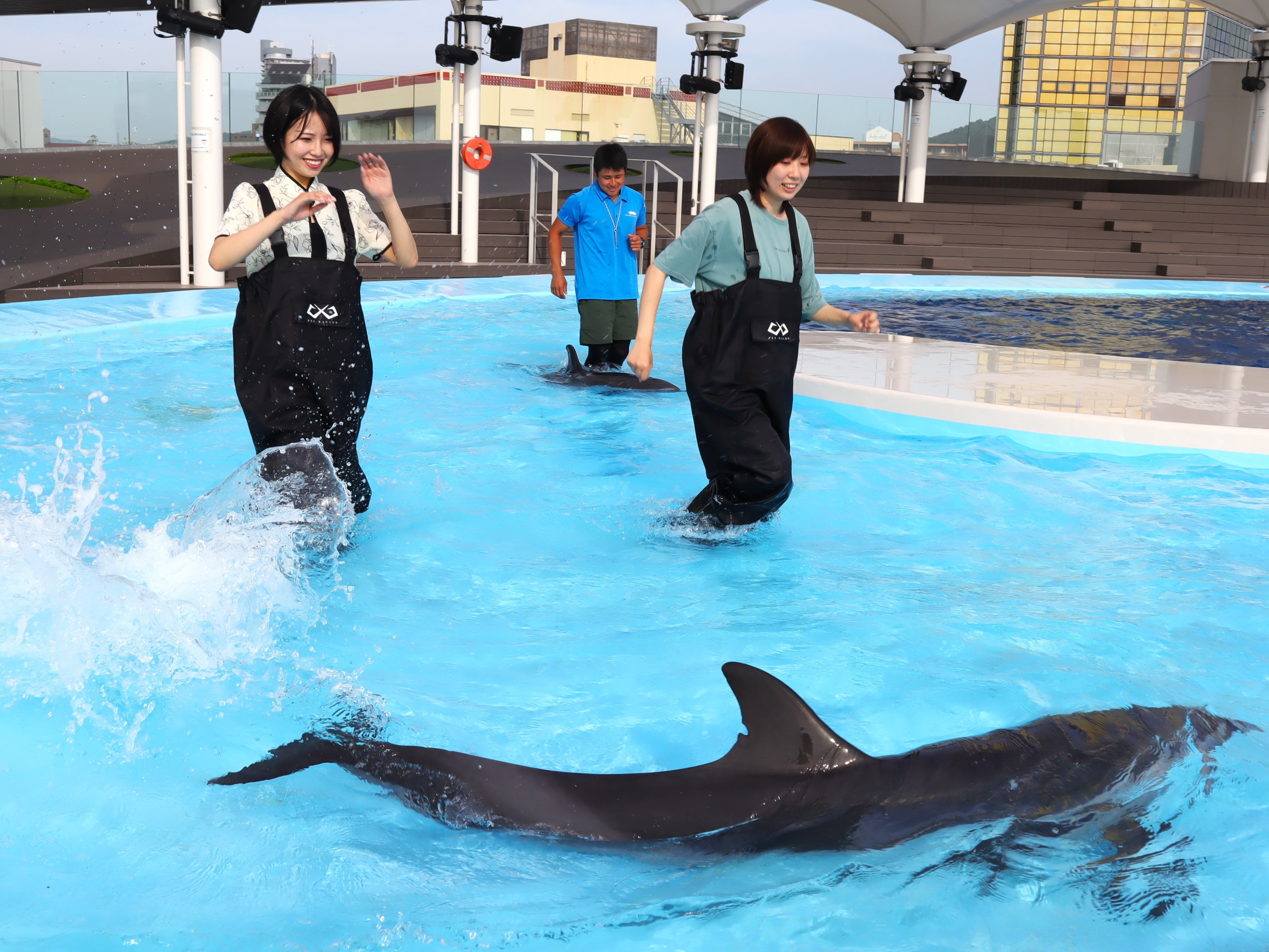 2022新作モデル 海のフェスティバル〜イルカを添えて アート/写真