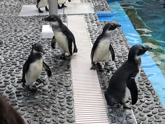 飼育エリアで過ごす雛たち