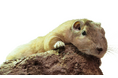 見られるのは日本でたった2施設だけ!足立区生物園で砂漠の妖精グンディの展示を開始します