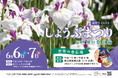 都内有数！　約140種のハナショウブと世界のグルメが楽しめる　６月６日（土）・７日（日）　足立区「しょうぶまつり＆世界の食広場」開催