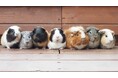 1番イケてるモルモットは誰だ!?“2代目推しモル”を決める「足立区生物園 モルモル総選挙」開催