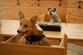 最高のリトリートを体験できる THE FIVE RIVERS FINE GLAMPING 群馬 白沢 ペットフーディスト監修 ”特製愛犬ディナー”2024クリスマスver 提供開始