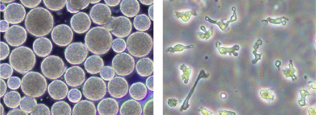 3Ｄ培養したiPS細胞（左）とNK細胞（右）