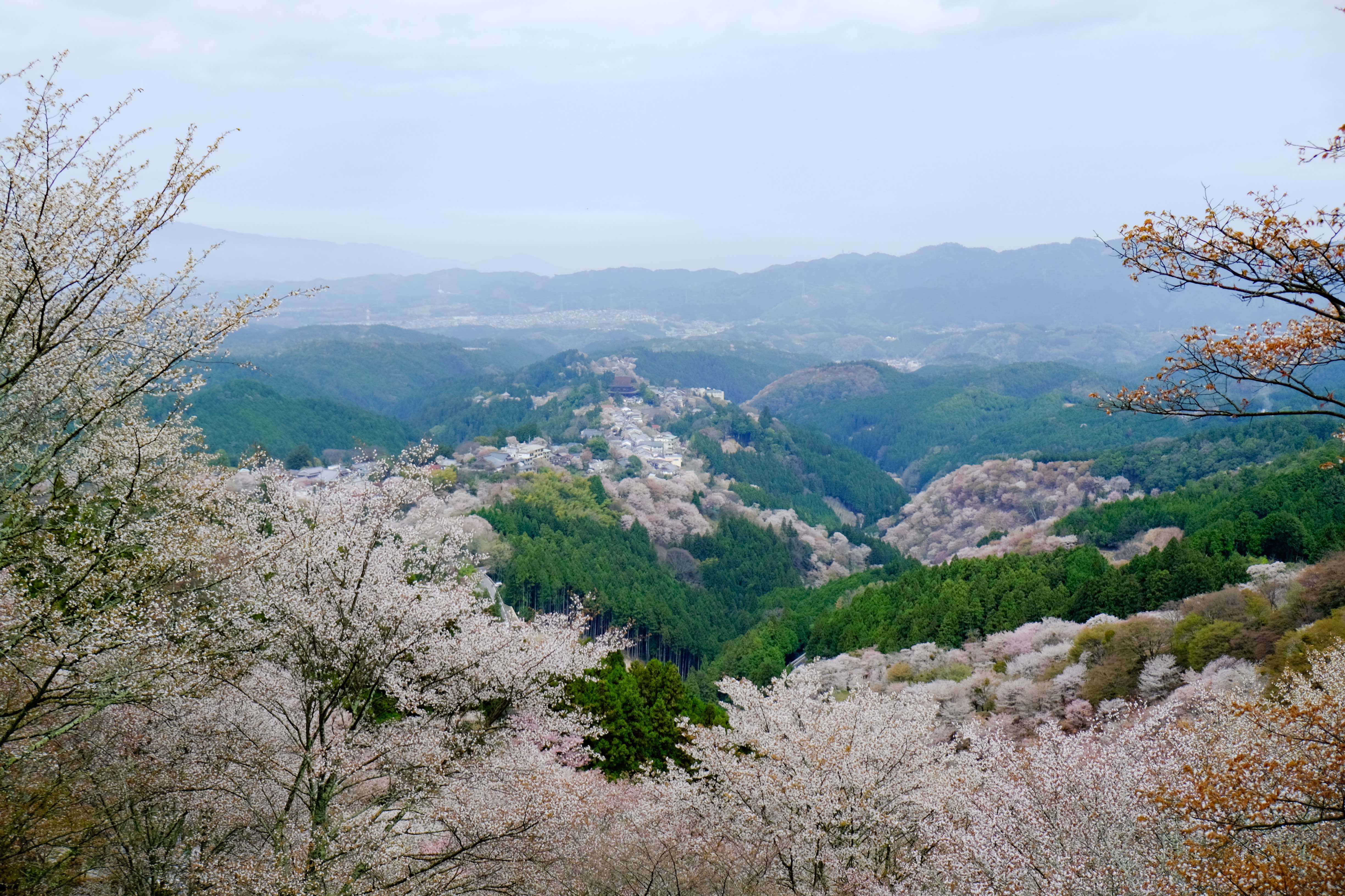 歴史ある奈良 吉野山 奥千本に桜の献木を。｜一般財団法人 ２２世紀