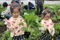 ＜カゴメ、全国農協観光協会、ABC Cooking Studioによる共同企画＞「野菜が好きになる！親子食育体験ツアー」を開催。土に触れ、野菜を収穫、その場でピザづくり！