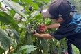 ＜カゴメ、ヤンマーマルシェ、タキイ種苗による【植育から始まる食育】活動の一環＞ 子どもたちが定植し、3か月かけて育てた野菜を味わう「農園の料理教室」を開催