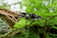 360°ドローンで「AIが理解できる空間の組成」市内の3DGS化を推進