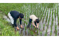 【千葉県東金市×探究学習】田植え、草取り、生きものとの出会い。「田んぼの学校」前半4回を実施