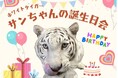 池田動物園でホワイトタイガー「サン」13歳を祝う特別イベント　アイケンジャパンが、限定特典の羊毛フェルトぬいぐるみを提供
