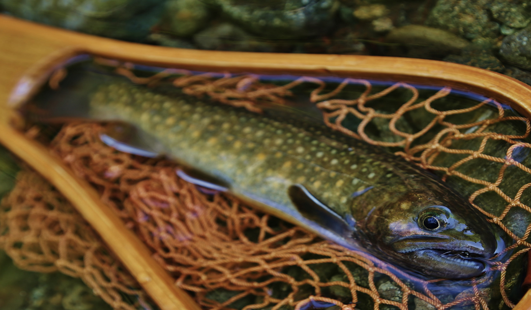 22 5 28 土 吉田毛鉤のこれからはじめるテンカラ毛バリ巻き教室 株式会社finetrackのプレスリリース