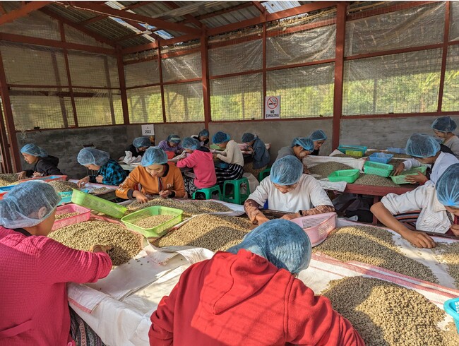Amayar Women’s Coffee Groupでは若い農家の女性たちが大勢、働いています。女性の働く機会を増やすだけでなく、能力開発にも注力。女性の地位向上、経済的自立を図っています。