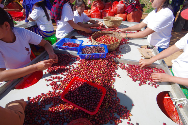 AMAYAR Womens Coffee GroupはSu Su Aungさんが貧困からの脱出・経済的自立・女性の地位向上を目指して農家の女性50人で立ち上げたコーヒー生産者グループです。 AMAYAR Womens Coffee GroupはSu Su Aungさんが貧困からの脱出・経済的自立・女性の地位向上を目指して農家の女性50人で立ち上げたコーヒー生産者グループです。