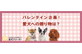バレンタイン直前！愛犬に贈りたいギフトランキング発表！│愛犬ブリーダー