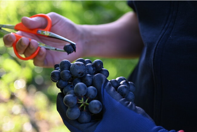 一粒一粒丁寧に選果 一粒一粒丁寧に選果