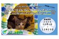 寄付金を飼い主のいない猫の不妊・去勢手術の支援に