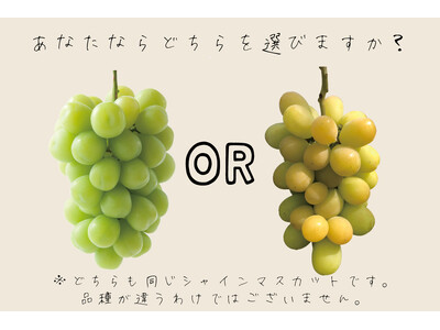 【大人シャインマスカット(R)・こどもシャインマスカット(R)】黄色く完熟したシャインマスカットを数量限...