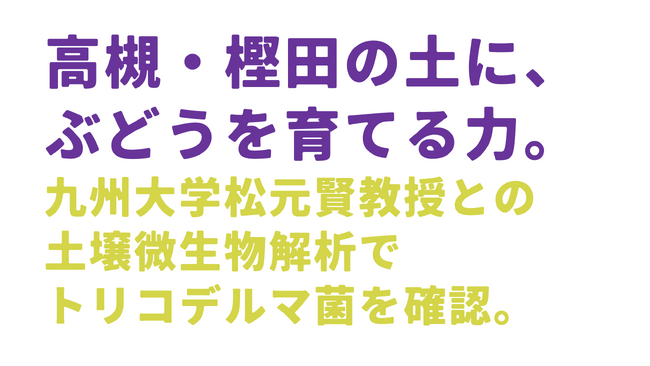 ノウタス、高槻・樫田で「トリコデルマ菌」を活用したぶどう苗木の植え付け実証を開始