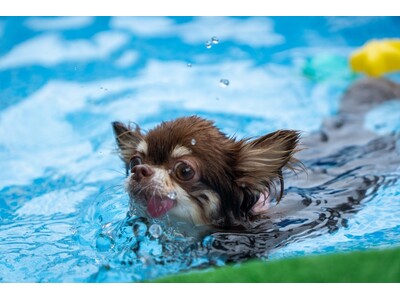 暑い夏もひんやり気分で乗り切ろう！動物専門SNS『Tier』で「うちの子水遊び大好き選手権」開催！