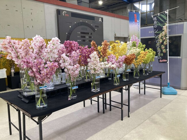 日本一の花市場 大田市場に徳島県産シンビジウムを展示しています！
