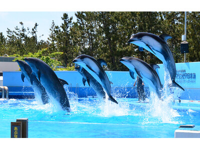 【JAF新潟】新潟市水族館マリンピア日本海でJAF会員向け特別優待を実施します