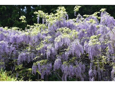【JAF和歌山】「みやまの里　森林公園」で、特別優待を実施！