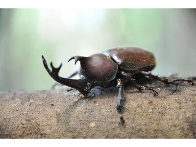 【JAF兵庫】しい茸園有馬富士（三田市）でカブトムシ採り・しいたけ狩り・バーベキューを楽しむイベントを開催