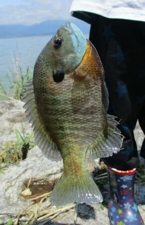 【JAF滋賀】琵琶湖の未来を守る！外来魚釣りイベントを開催します
