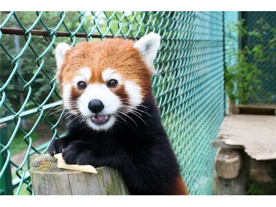 【JAF福島】東北サファリパークの入園料金が最大半額になるJAFアプリクーポンを配信開始しました