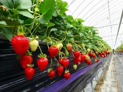 【JAF香川】「JAFデー in スカイファーム」を開催します