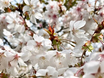 【JAF滋賀】天然記念物「不断桜」が見頃を迎える西明寺を中心に、甲良町のドライブを楽しもう