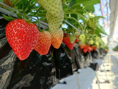 【JAF富山】ご家族やご友人と一緒に楽しめる「いちご狩り体験」の参加者を募集します