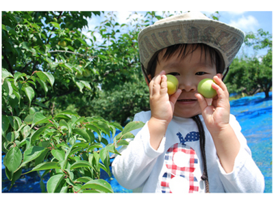【JAF和歌山】梅の香りと初夏の風 家族・友人と楽しむ「JAFデー 梅狩り＆梅ジュースづくり体験」開催！