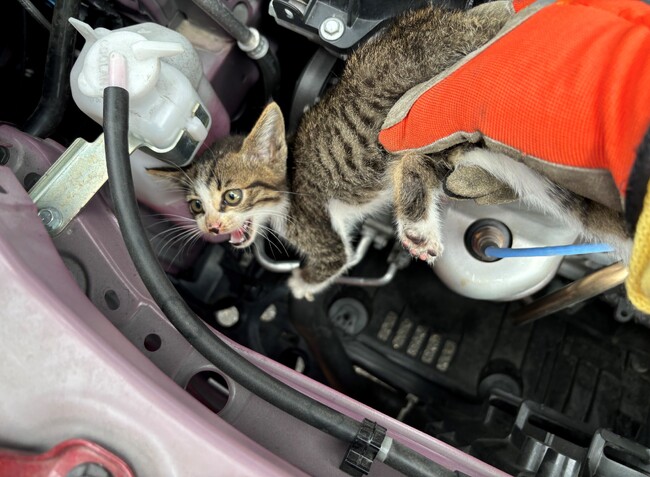 「ニャンと！エンジンルームに猫がいる」6月の“猫入り込みトラブル”件数は11月の約5倍