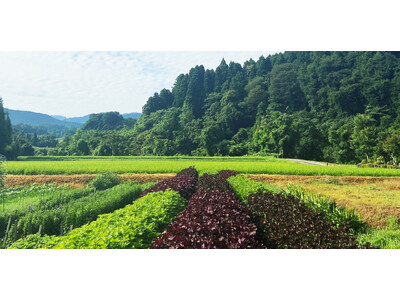 【黒部・宇奈月温泉 やまのは】富山県産の紫蘇を使用したフレグランスで四季折々の香りを楽しむ空間演出を展開