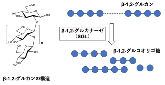 系統的に新規なβ-1,2-グルカナーゼ群の発見 ～酵素の構造解析・機能解析から解明された分子進化の手がかり～