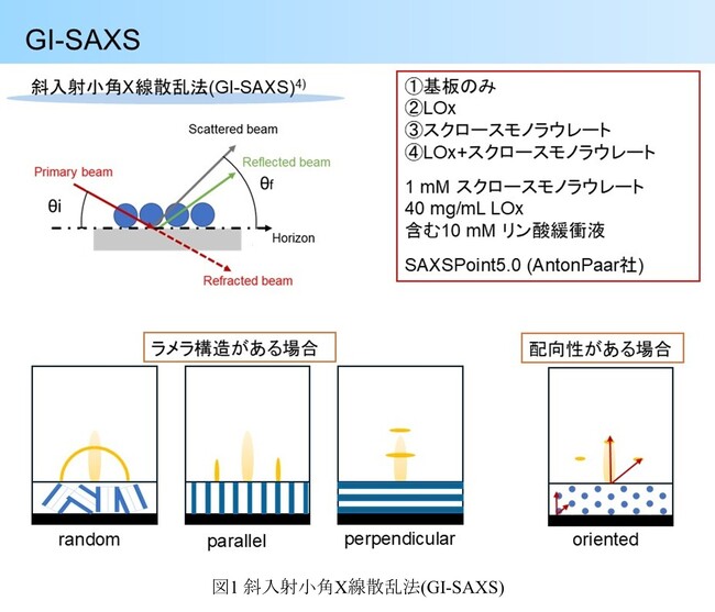 糖型界面活性剤で酸性条件下でも乳酸オキシダーゼ電極が機能 ～GI-SAXSにより酵素電極表面構造の詳細解明～