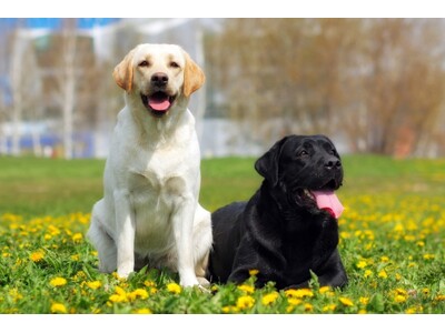 奥日光・愛犬と泊まれる温泉旅館が【大型＆超大型犬】受け入れ開始お得な記念プランも販売｜2026年4月1日～