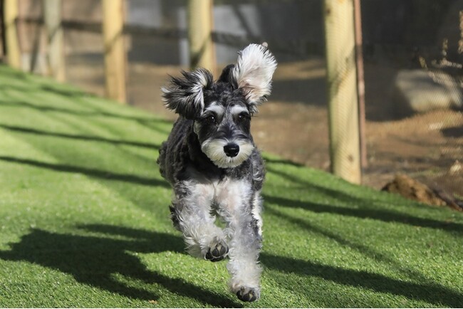 新潟の温泉リゾート宿「ゆとりろ越後湯沢」が愛犬同伴宿泊サービスを開始　専用客室およびドッグランを新設｜2026年6月より