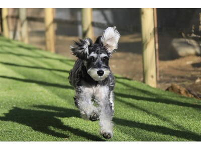 新潟の温泉リゾート宿「ゆとりろ越後湯沢」が愛犬同伴宿泊サービスを開始　専用客室およびドッグランを新設｜2026年6月より