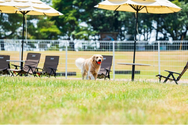 大型犬もOK！大分・国東の海辺のドッグリゾートがドッグランの日帰り利用を開始