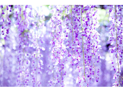 【見頃間近】樹齢850年の国指定天然記念物“熊野の長藤”ー磐田市(静岡)で”紫のカーテン”が広がります