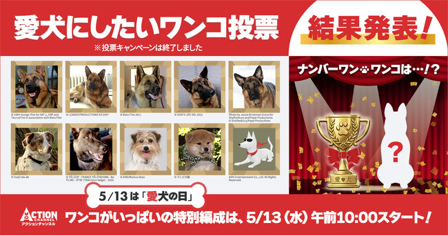 5月13日は【愛犬の日】アクションチャンネル視聴者2,200人に聞いた「愛犬にしたいワンコ」視聴者投票で1位になったのは、やっぱりあのレジェンドワンコ！
