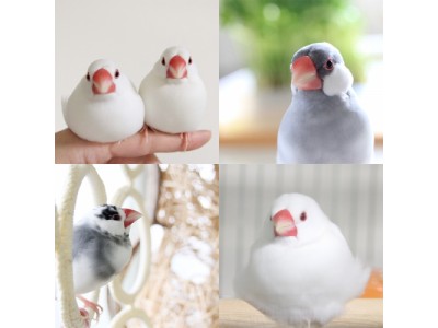 「文鳥の日」記念！2018文鳥カレンダー写真展&文鳥オフ会「ことりカフェ」で開催♪