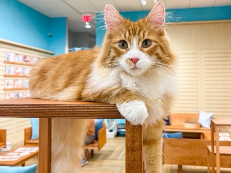 MOFFのネコカフェのハワイ第2号店『Cat Cafe MOFF パールリッジセンター店』がOPEN！