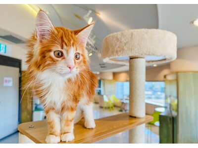 MOFFのネコカフェのハワイ第3号店『Cat Cafe MOFF アラモアナセンター店』がOPEN！
