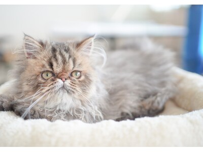 動物たちを見て、ふれて、感じる！ネコカフェ『Cat Cafe MOFF 枚方モール店』OPEN！