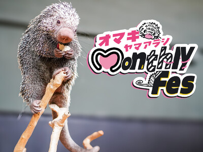 水族館にいる針だらけの動物！？モニっとかわいい魅力を伝える「オマキヤマアラシ Monthly Fes」をGWに開催！