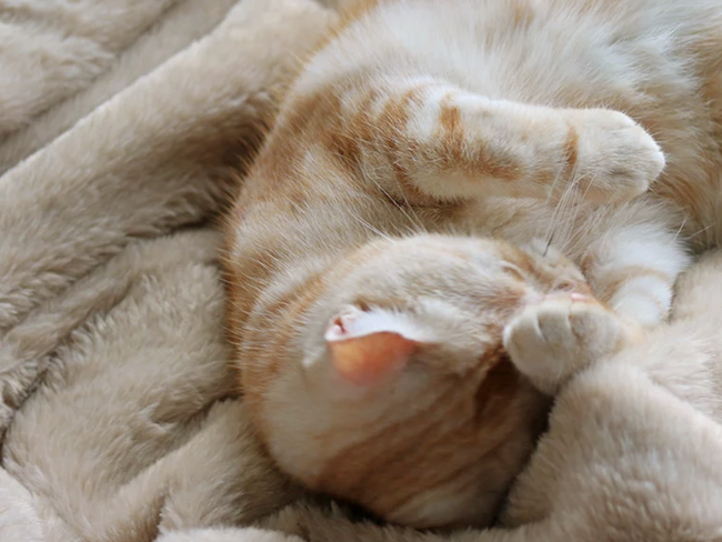 フニャ～っととろける『まるで子猫』な肌触り！累計60万枚売れた伝説の毛布シリーズ「まるごと猫毛布」と「ラビットファー毛布」が今年も発売！新カラー＆新モデルも登場