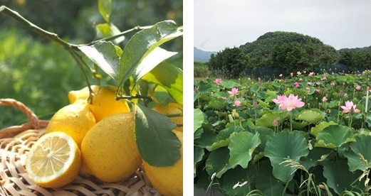 一般社団法人 ジャパン オーガニック パーティー (R) 佐賀県鹿島市と包括連携協定を締結