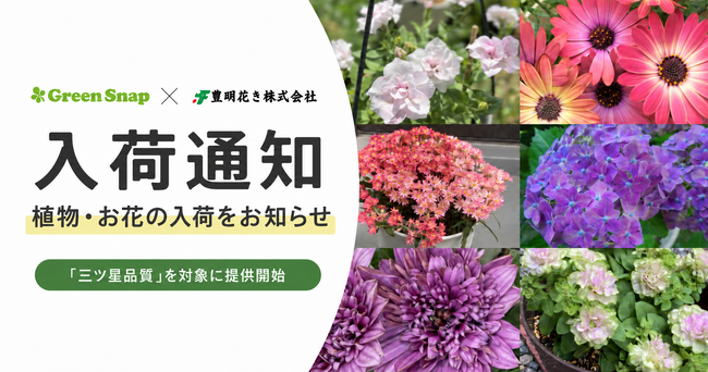 豊明花き、GreenSnapと共同開発した「入荷通知」の提供を開始